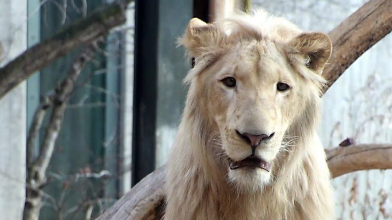 Vermisst: Tierschutz sucht nach weißem Löwen aus Sachsen-Anhalt