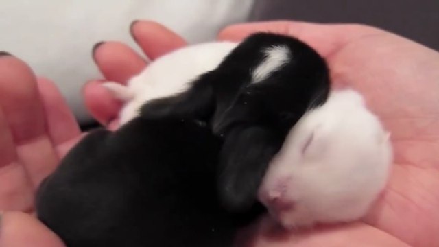 Ces adorables bébés lapins viennent tout juste de naître