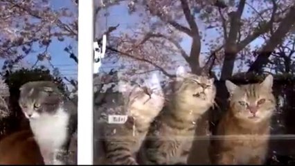 Des chats lèchent des vitres à l'unisson