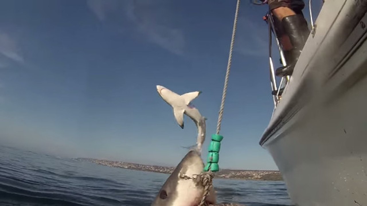 Lorsqu'un bébé requin vole la vedette à un grand requin blanc