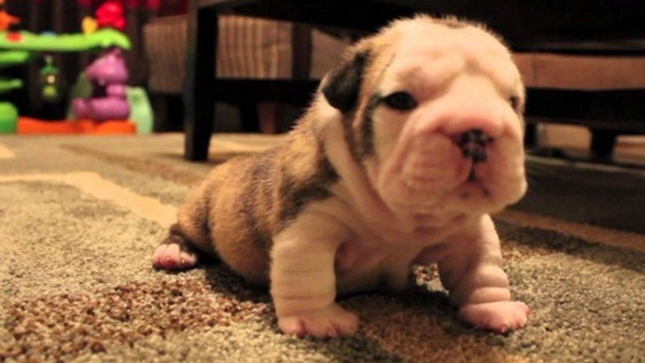 Un bébé bulldog apprend à marcher
