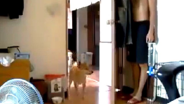 Un homme joue à cache-cache avec son chien