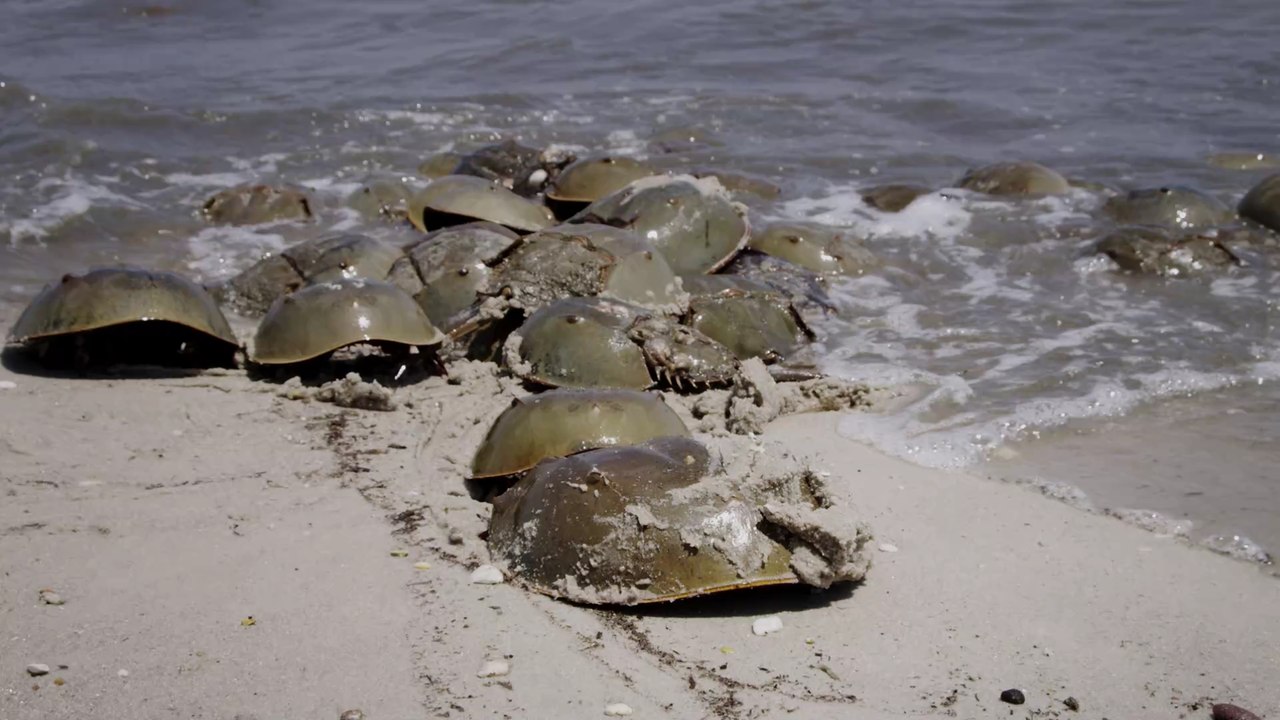 Pfeilschwanzkrebse: Wie Pharmaunternehmen sie fast zum Aussterben bringen