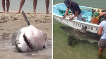 Des vacanciers sauvent un grand requin blanc échoué sur une plage