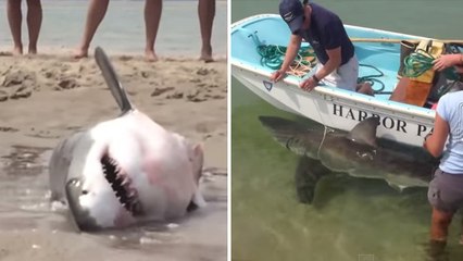 Des vacanciers sauvent un grand requin blanc échoué sur une plage