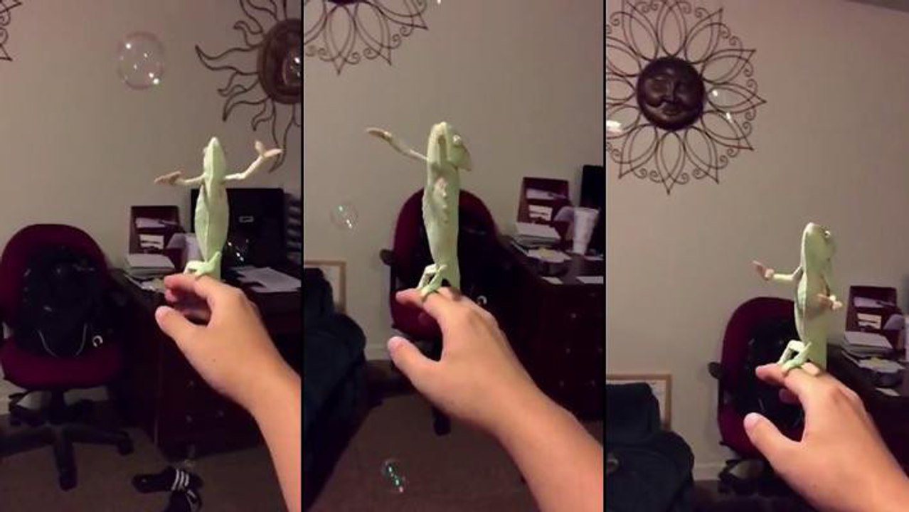 Ce caméléon adore attraper les bulles de savon