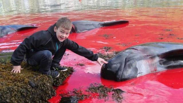 Aux Iles Féroé, des habitants massacrent 250 dauphins lors d'un grind