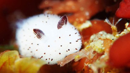 Jorunna Parva : l'animal marin ressemblant à un petit lapin blanc crée la sensation sur internet