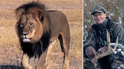 Les Zimbabwéens en colère contre le monde après la mort du lion Cecil