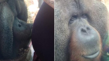 Un orang-outan embrasse le ventre d'une femme enceinte