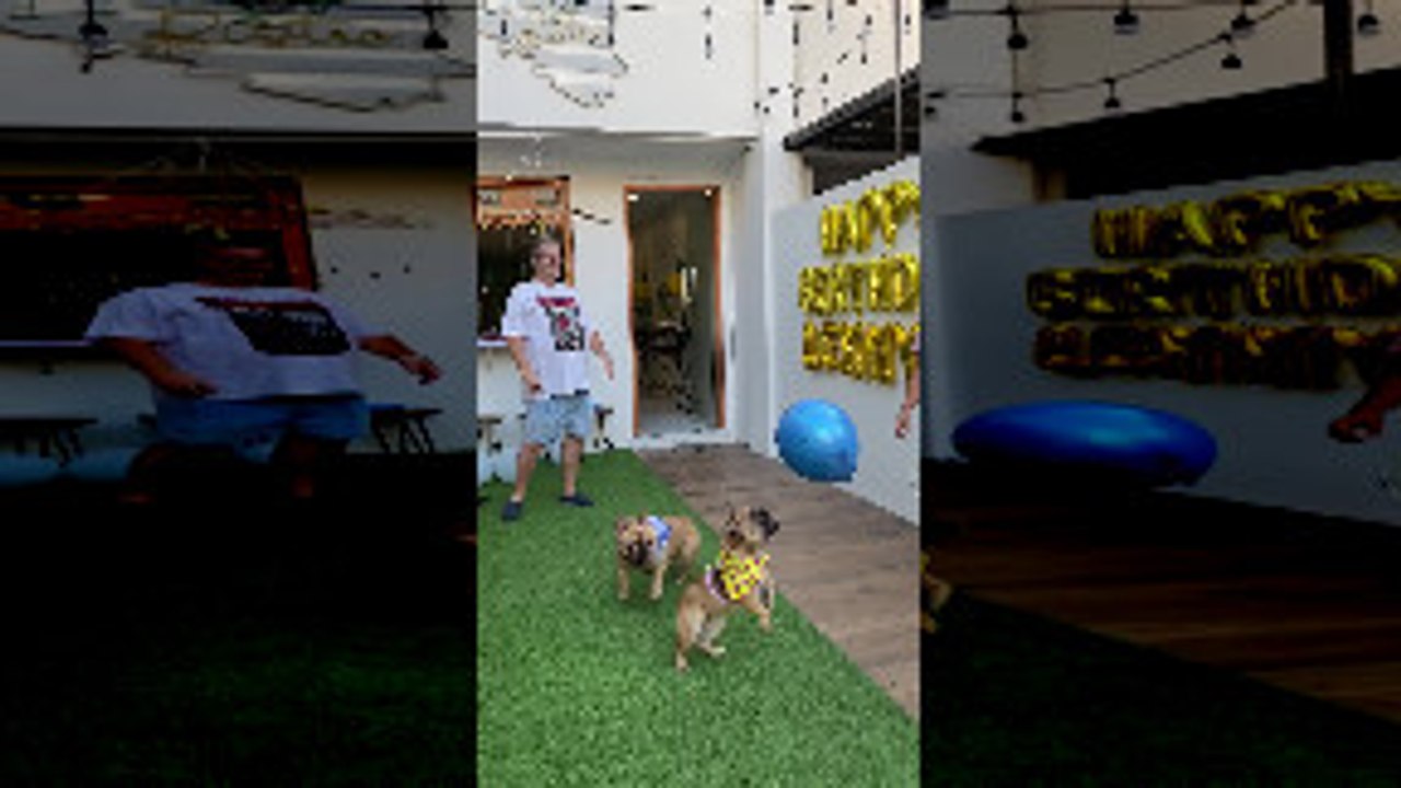 French Bulldogs Bounce Around With Balloon