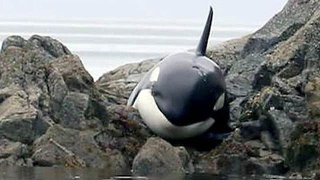 Une orque en détresse sauvée par des humains