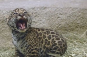 Un bébé jaguar essaye de rugir pour la première fois