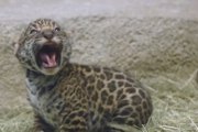Un bébé jaguar essaye de rugir pour la première fois