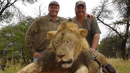 Un chasseur tue le lion Cecil, le plus célèbre d'Afrique