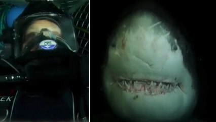 Un plongeur attaqué par plusieurs requins pendant le tournage d'un documentaire