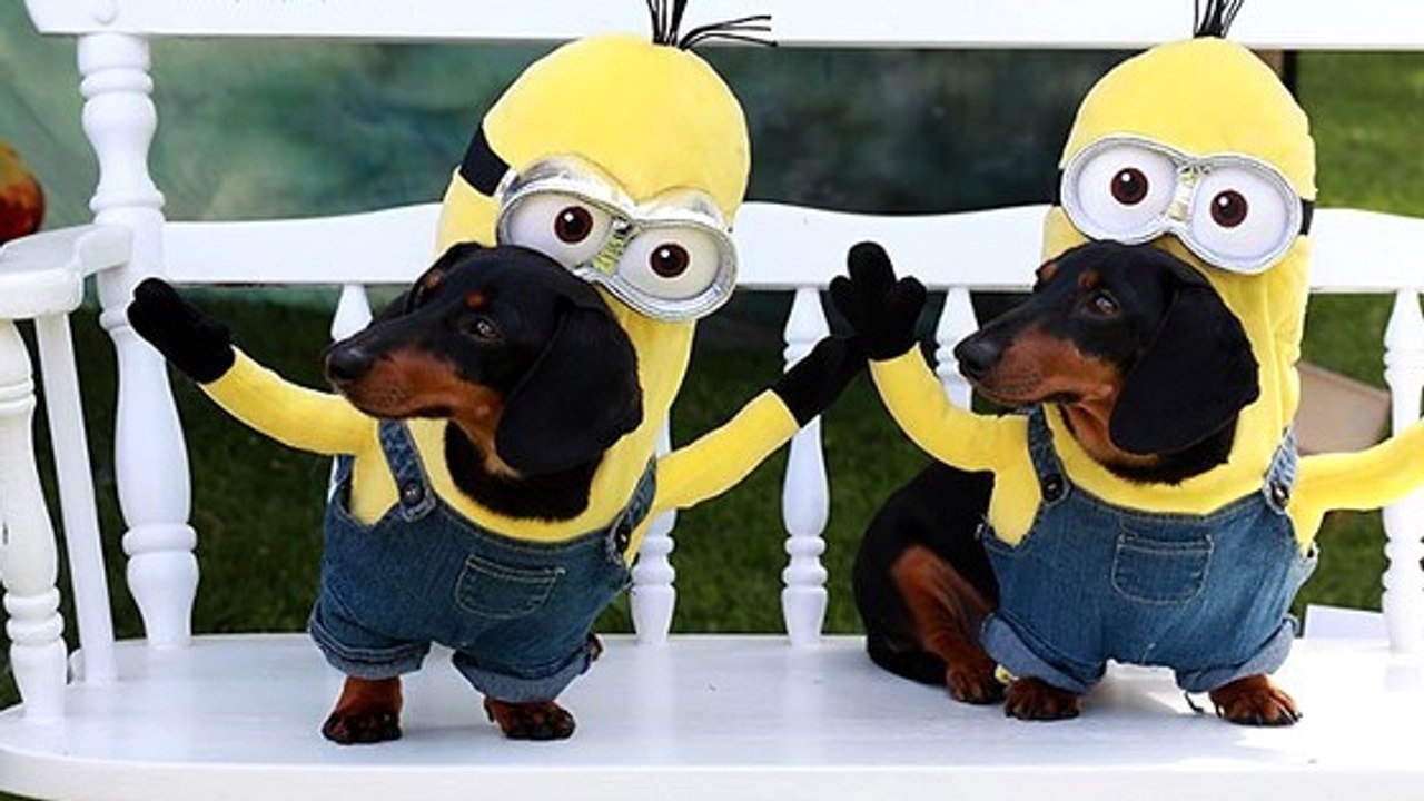 Les minions : ces deux petits chiens les imitent à la perfection !