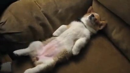 Ce chien dort comme un humain