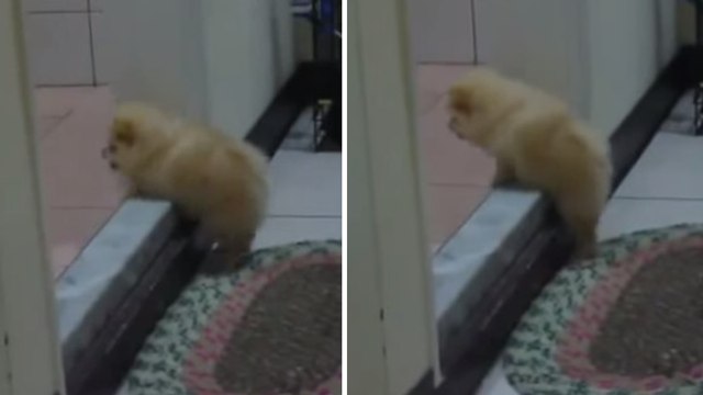Ce petit chiot n'arrive pas à monter les escaliers