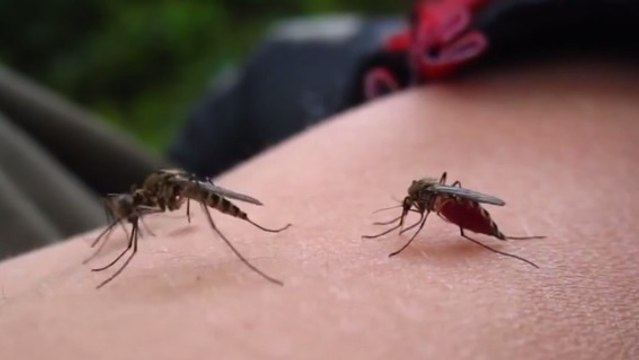 Voici comment les moustiques choisissent leurs proies