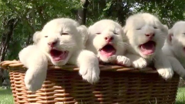 Les premiers pas de quatre lionceaux blancs