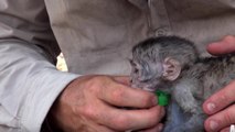 Le sauvetage incroyable d'un petit singe en Afrique