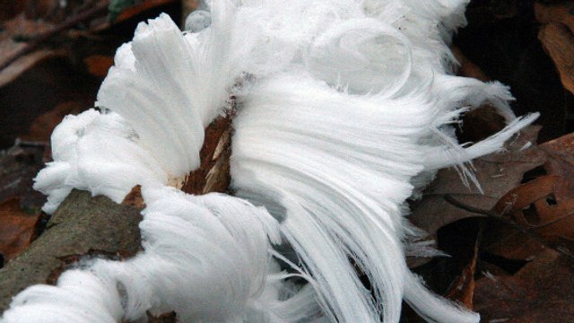 Le mystère des ''cheveux de glace'' enfin élucidé