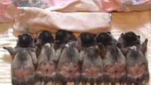 Ces 6 petits chiots sont adorables quand ils dorment