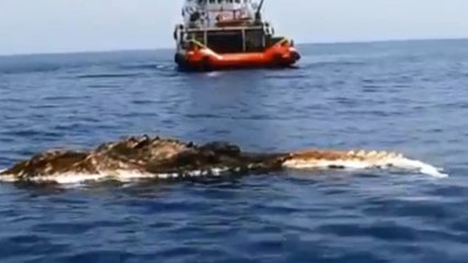 Une créature marine terrifiante retrouvée dans le golfe persique