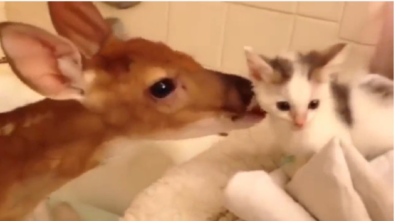 Un faon rencontre un chaton pour la première fois Vidéo Dailymotion