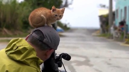 Ce petit chat est tombé amoureux du cameraman