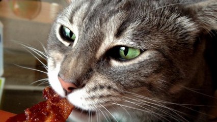 Ivre, il appelle la police car son chat a mangé son bacon