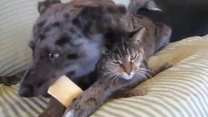 Ce chat est vraiment très patient avec son ami le chien