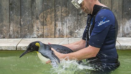 Un homme apprend à nager à un manchot qui a peur de l'eau