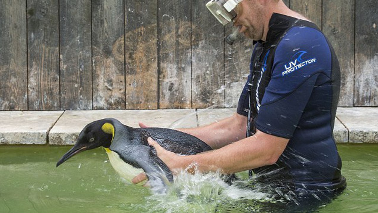 Un homme apprend à nager à un manchot qui a peur de l'eau