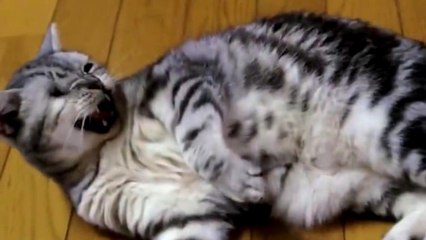 Ce petit chaton est vraiment très embêtant