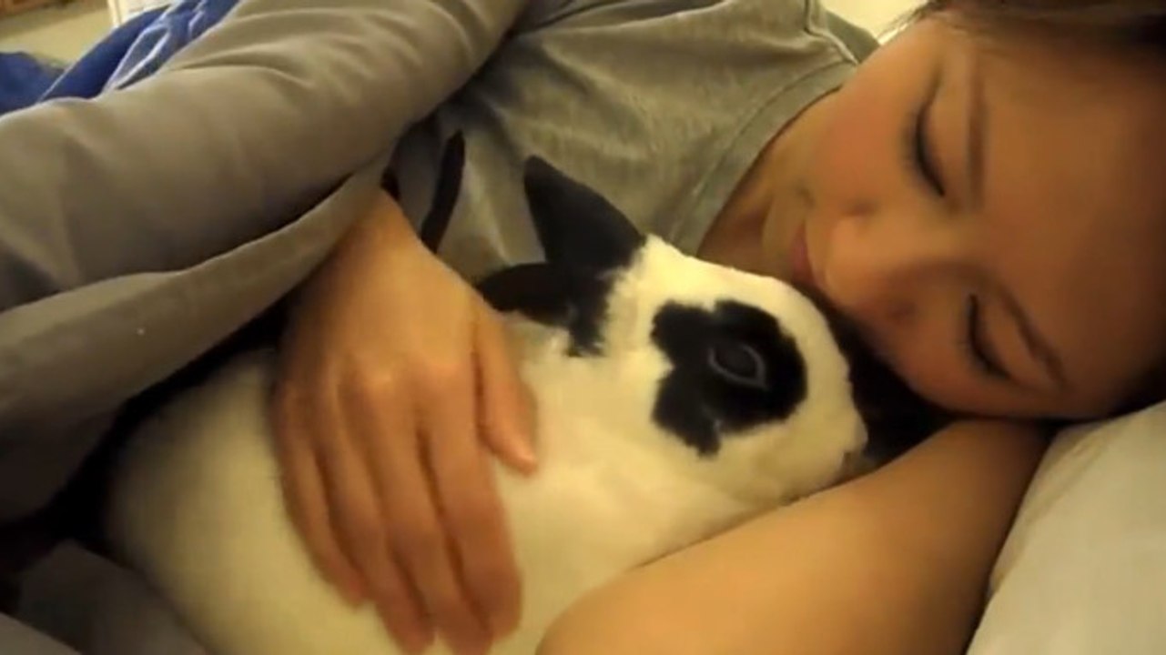 Ce petit lapin adore venir faire des câlins le matin