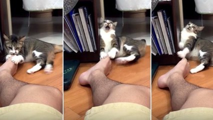La vidéo hilarante d'un chat qui sent les pieds de son maître