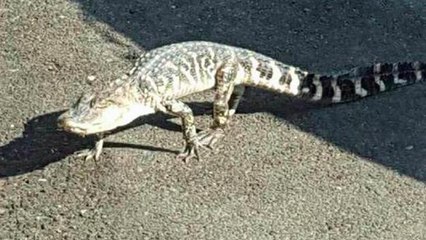 Un alligator sème la panique dans les rues de Manhattan