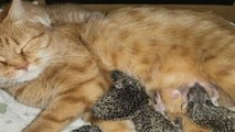 Une chatte adopte des bébés hérissons