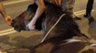 A Barcelone, un cheval meurt après avoir tiré trop de calèches