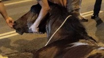 A Barcelone, un cheval meurt après avoir tiré trop de calèches