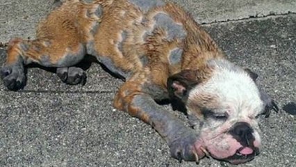 Un homme sauve un chiot mourant sur le bord de la route