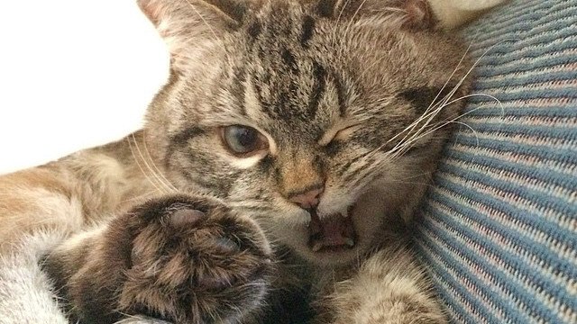 Le chat vampire Loki est devenu une vraie star