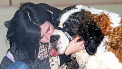 Le dernier geste d'une femme pour son chien mourant