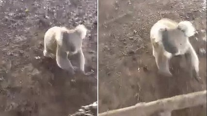Un koala poursuit une femme pour des câlins