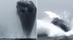 Le saut incroyable d'une baleine à bosse surprend des touristes