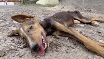 Un homme sauve un chien mourant et lui donne une seconde chance