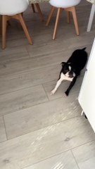 Boston Terrier Lost Toy in Peculiar Spot