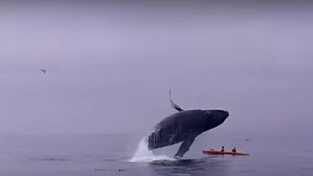 Une baleine à bosse saute sur deux kayakistes
